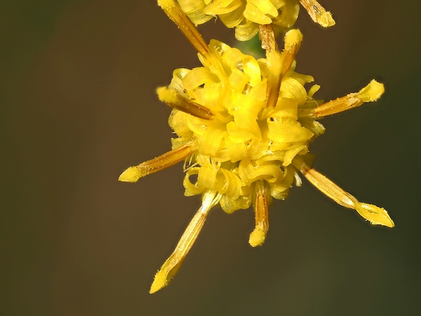 Estructura química de los terpenos comunes en las flores de CBD